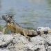 iguana_green_tf_gc_h_0167_cay1084.jpg